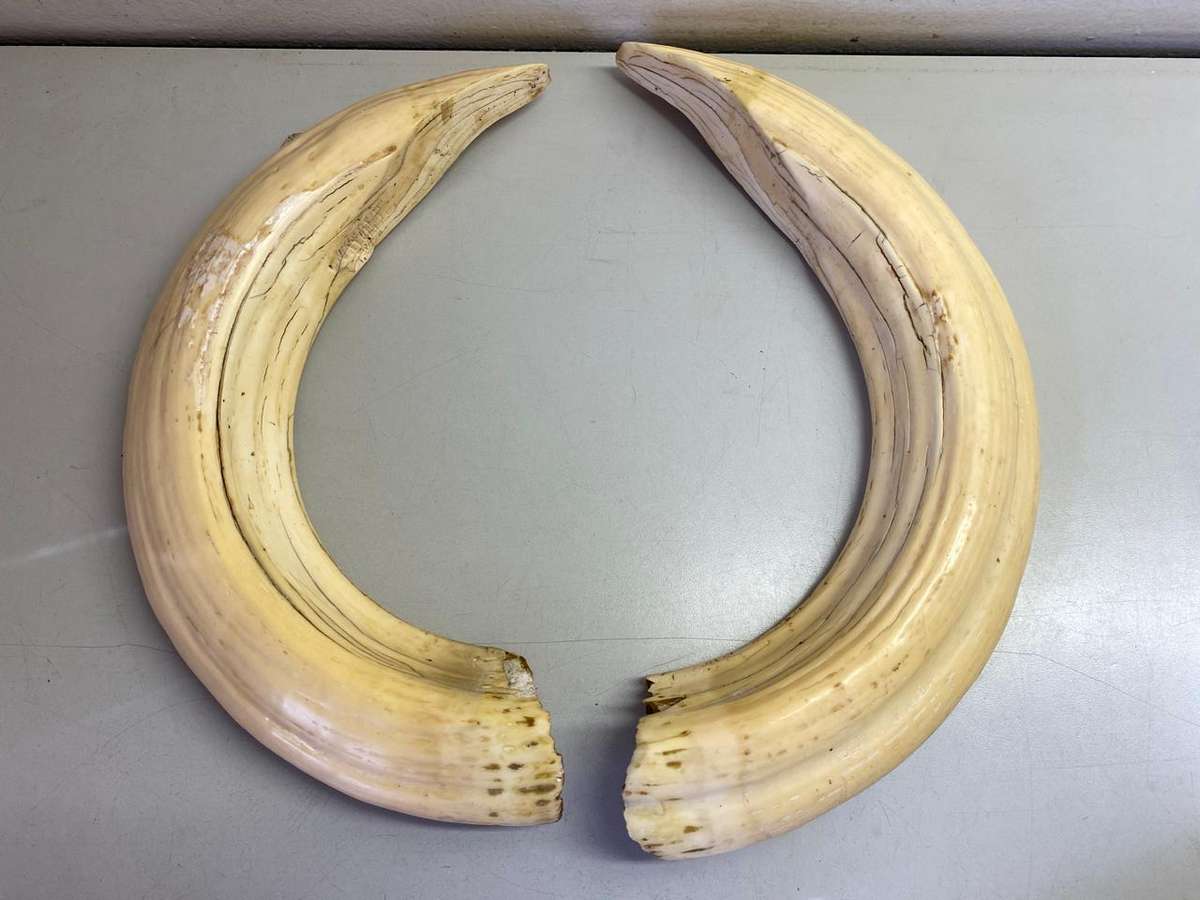 Hippo tusks/ivory