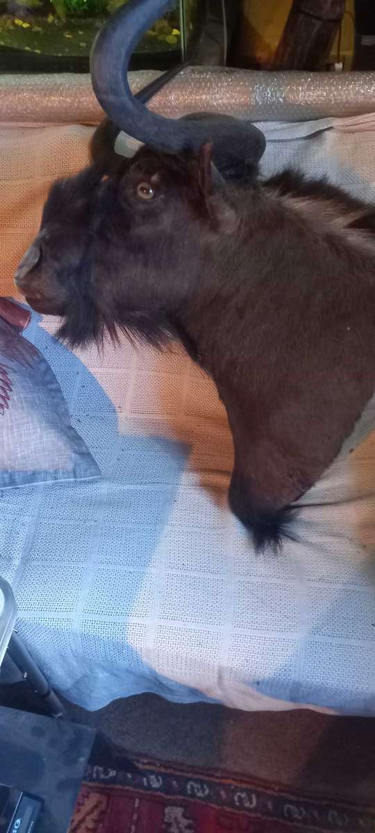 Awesome Trophy GNU/WILDEBEEST 45cm tip to tip