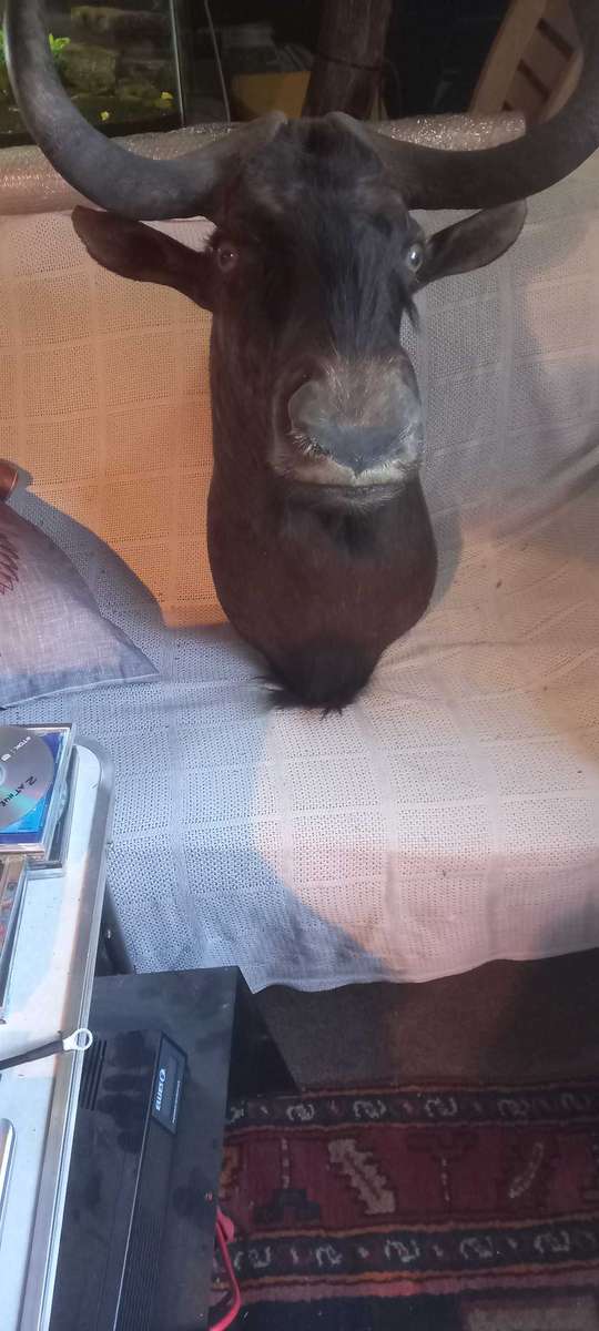 Awesome Trophy GNU/WILDEBEEST 45cm tip to tip