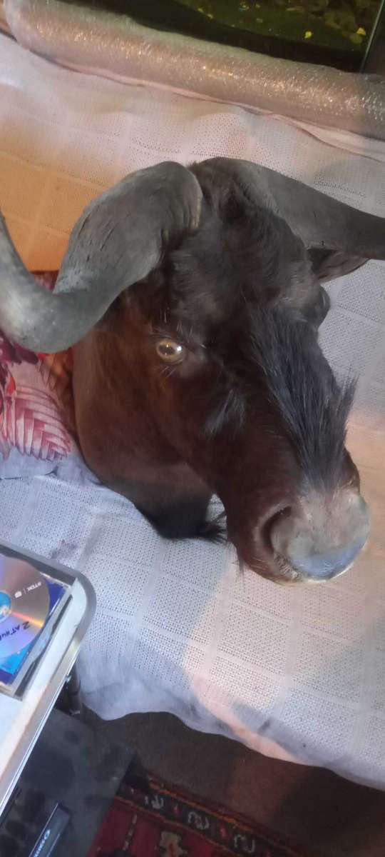 Awesome Trophy GNU/WILDEBEEST 45cm tip to tip