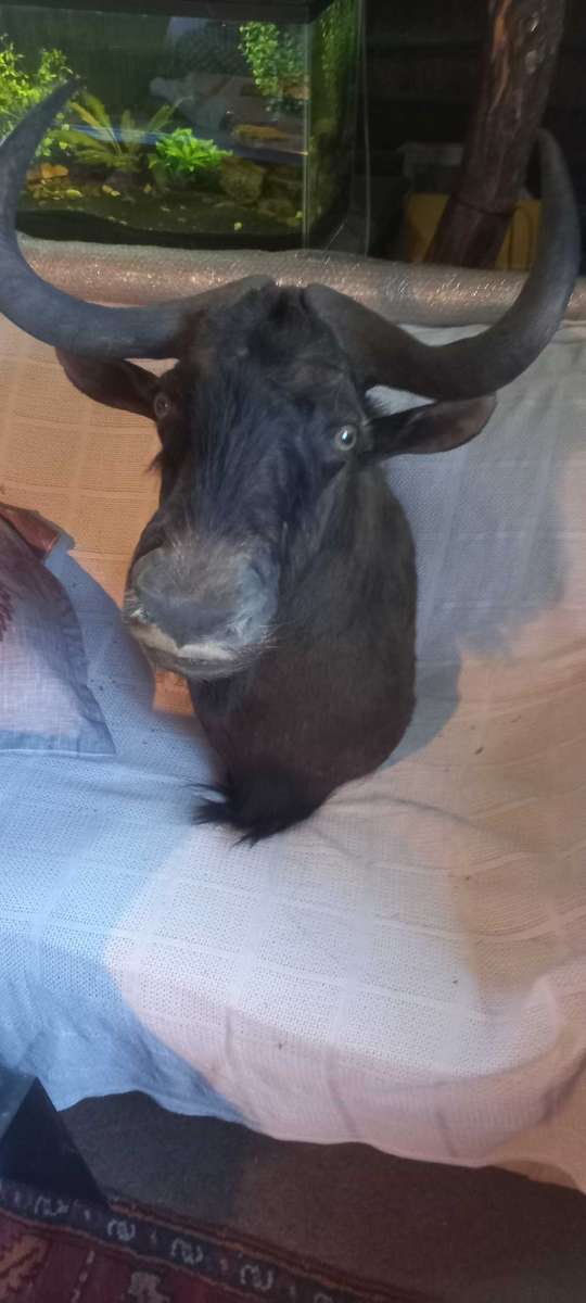 Awesome Trophy GNU/WILDEBEEST 45cm tip to tip