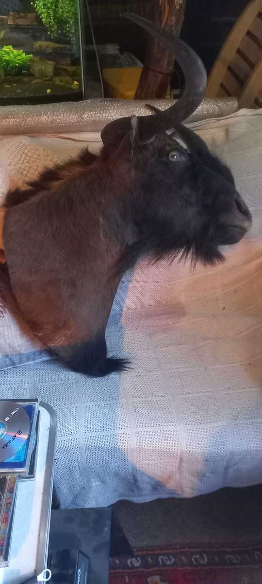 Awesome Trophy GNU/WILDEBEEST 45cm tip to tip