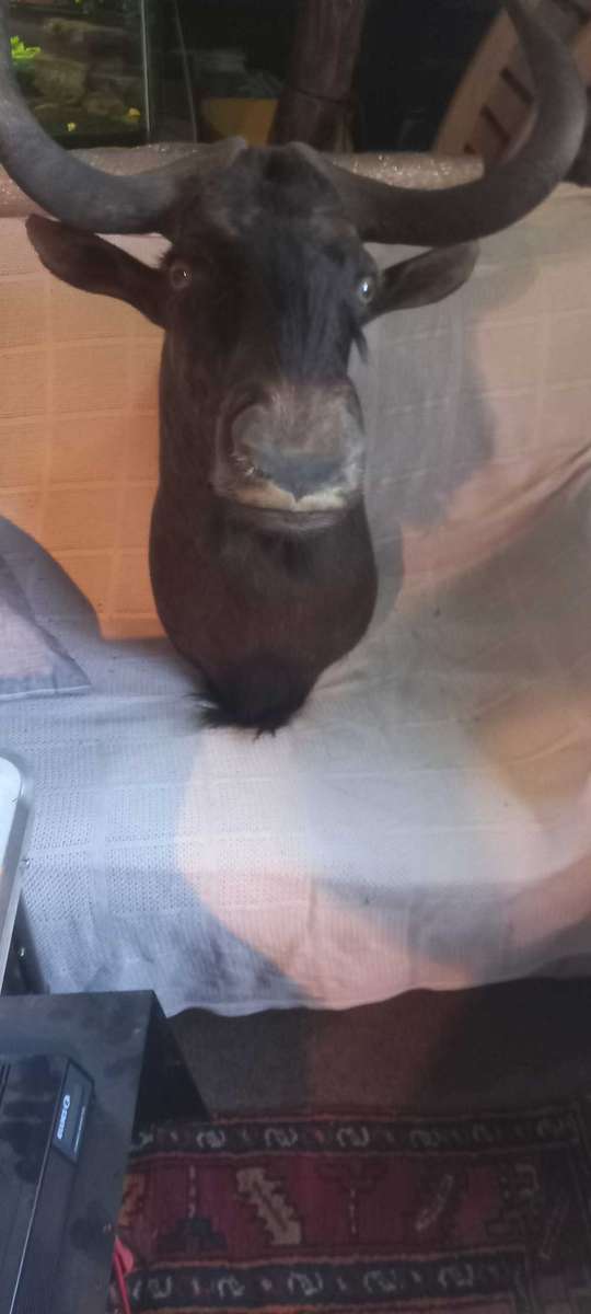 Awesome Trophy GNU/WILDEBEEST 45cm tip to tip