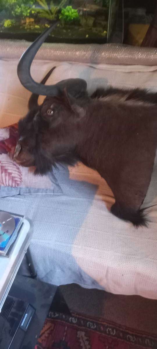 Awesome Trophy GNU/WILDEBEEST 45cm tip to tip