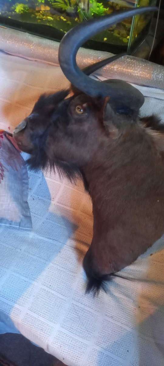 Awesome Trophy GNU/WILDEBEEST 45cm tip to tip