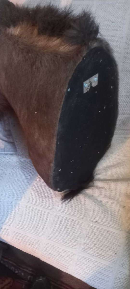 Awesome Trophy GNU/WILDEBEEST 45cm tip to tip