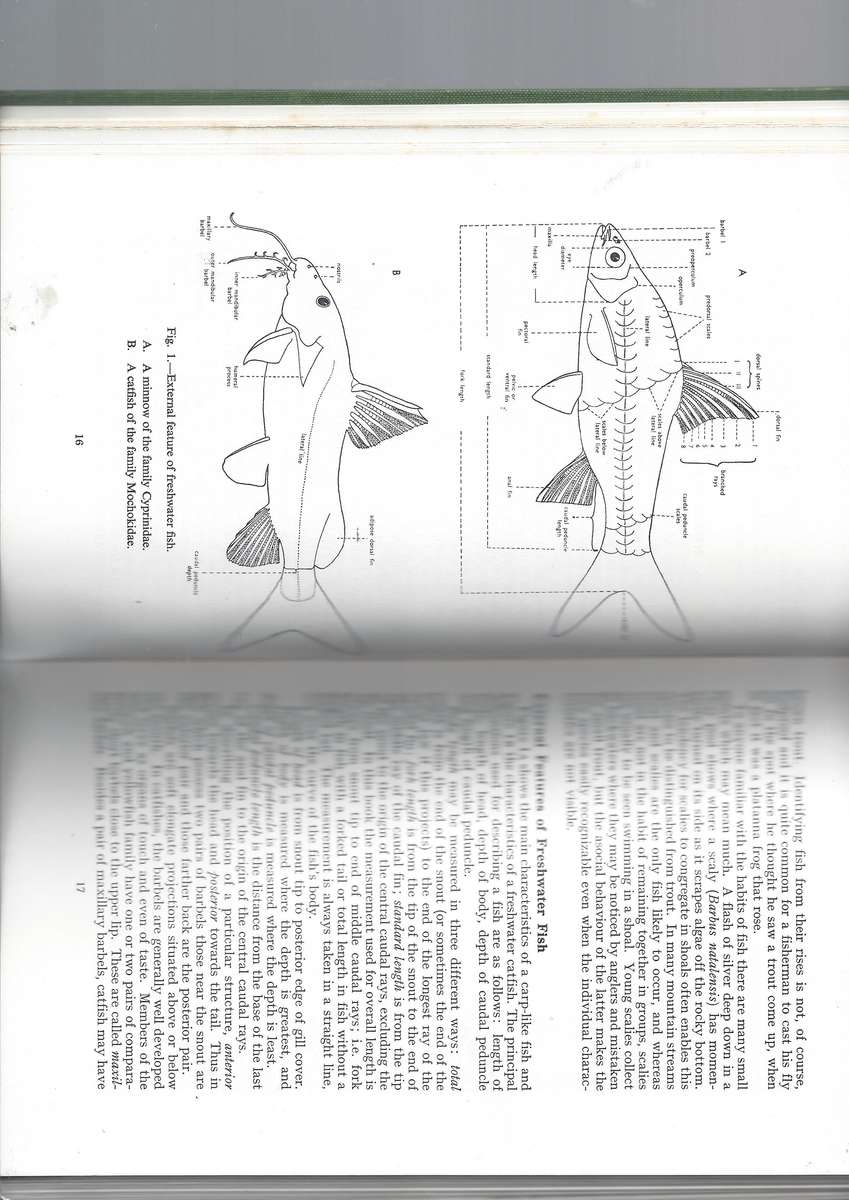 Freshwater Fishes of Natal - R.S. Crass 1964 addition printed by The Natal Witness (Pty)LTD