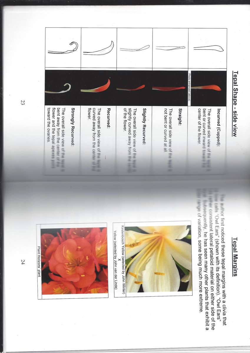 Illustrated Terms & Definitions For Describing Clivia written by William McCleland 76 Page Paperback