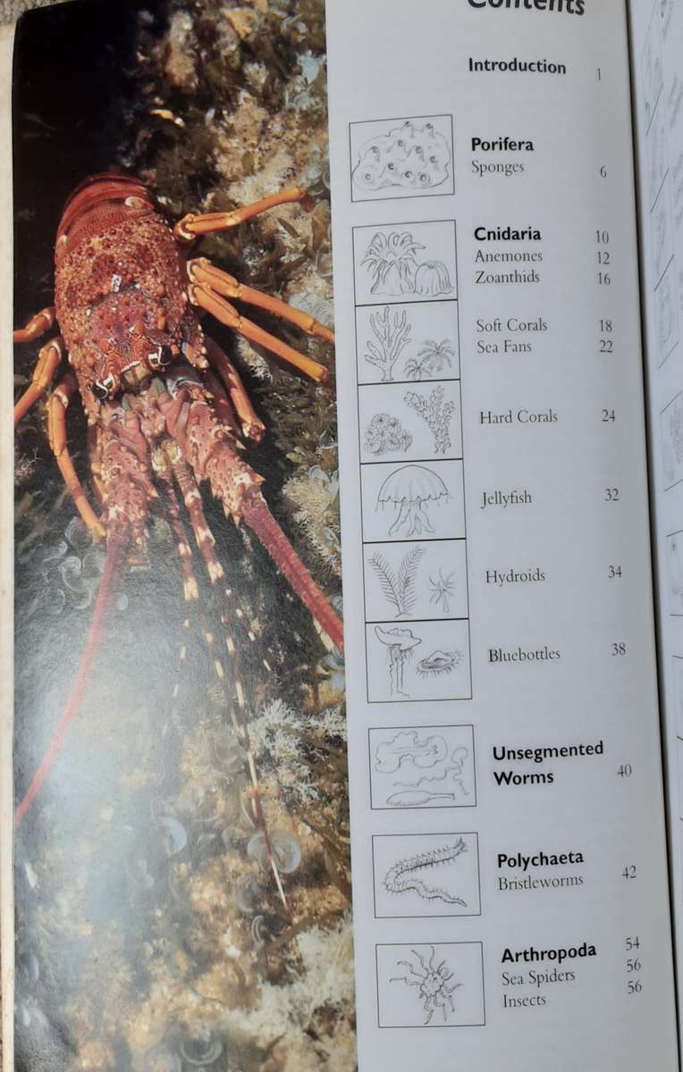 Two Oceans A Guide to the Marine Life of Southern Africa by Branch, Griffiths & Beckley