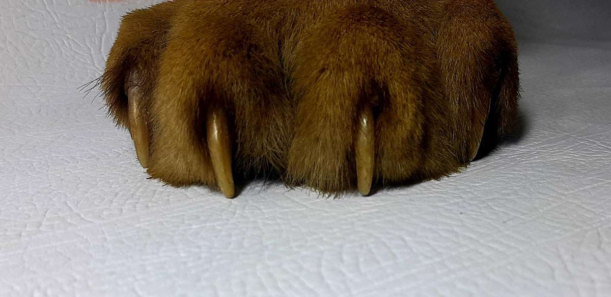ANTIQUE LION'S CLAW & COPPER ASHTRAY - LATE 19TH CENTURY ELEGANCE