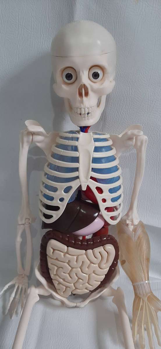 Billy Bones 110cm Human Anatomy Model with Removable Organs and Brain