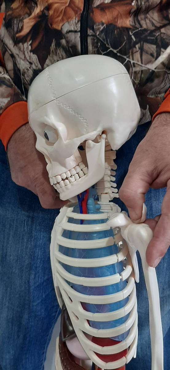 Billy Bones 110cm Human Anatomy Model with Removable Organs and Brain