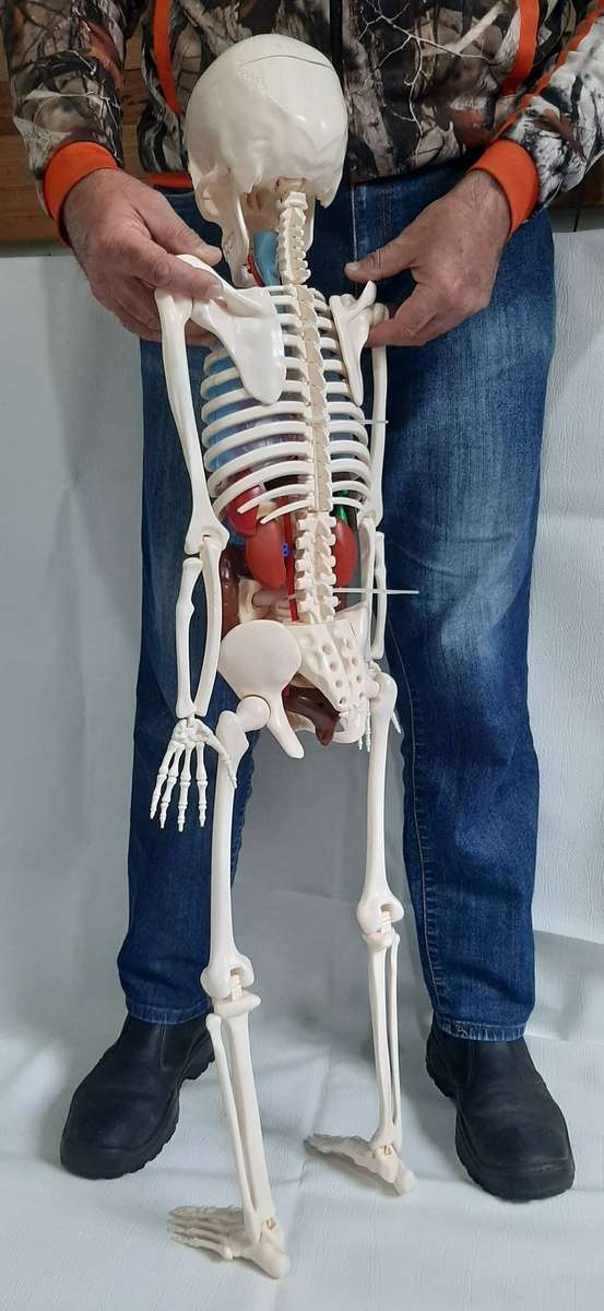 Billy Bones 110cm Human Anatomy Model with Removable Organs and Brain
