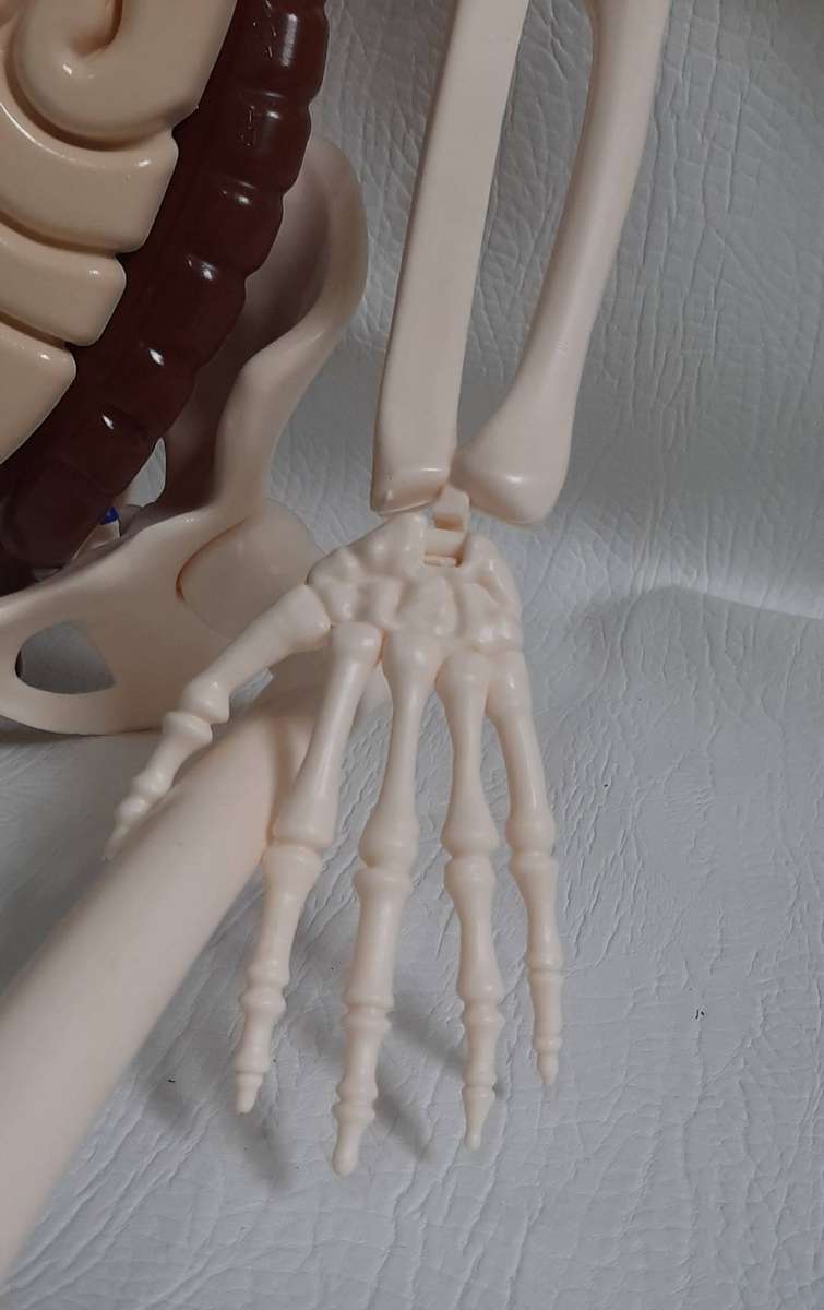 Billy Bones 110cm Human Anatomy Model with Removable Organs and Brain