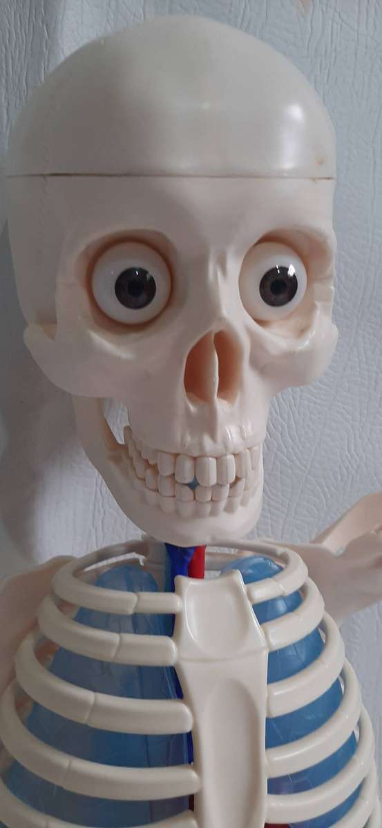 Billy Bones 110cm Human Anatomy Model with Removable Organs and Brain