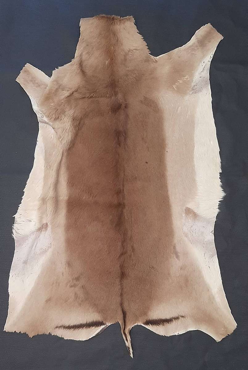 AUTHENTIC SPRINGBOK HIDE  TANNED, TEXTURED, AND READY TO DISPLAY