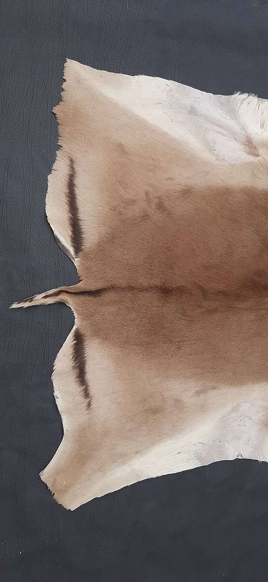 AUTHENTIC SPRINGBOK HIDE  TANNED, TEXTURED, AND READY TO DISPLAY