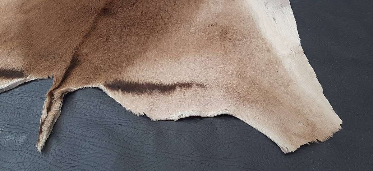AUTHENTIC SPRINGBOK HIDE  TANNED, TEXTURED, AND READY TO DISPLAY