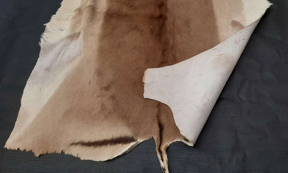 AUTHENTIC SPRINGBOK HIDE  TANNED, TEXTURED, AND READY TO DISPLAY