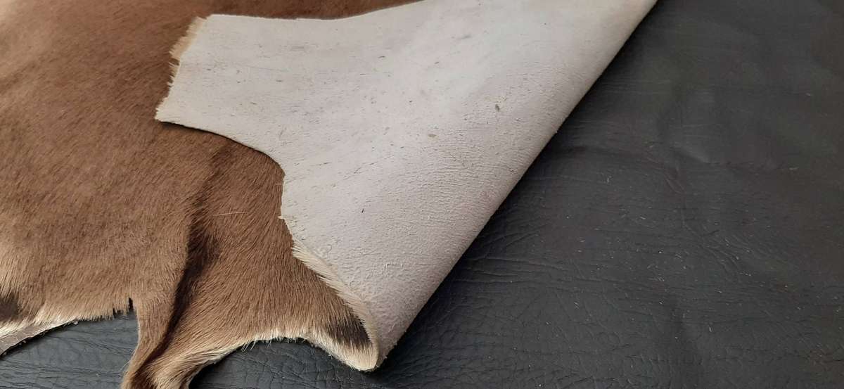AUTHENTIC SPRINGBOK HIDE  TANNED, TEXTURED, AND READY TO DISPLAY