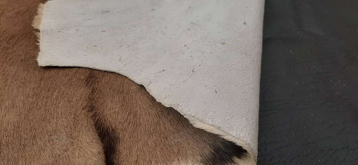 AUTHENTIC SPRINGBOK HIDE  TANNED, TEXTURED, AND READY TO DISPLAY