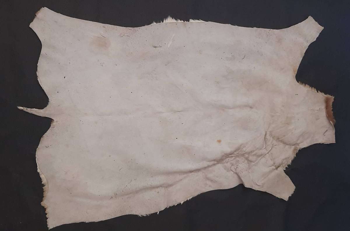 AUTHENTIC SPRINGBOK HIDE  TANNED, TEXTURED, AND READY TO DISPLAY