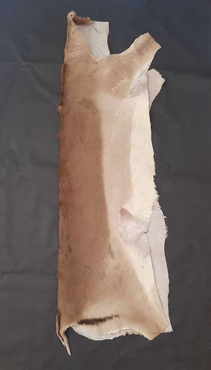 AUTHENTIC SPRINGBOK HIDE  TANNED, TEXTURED, AND READY TO DISPLAY