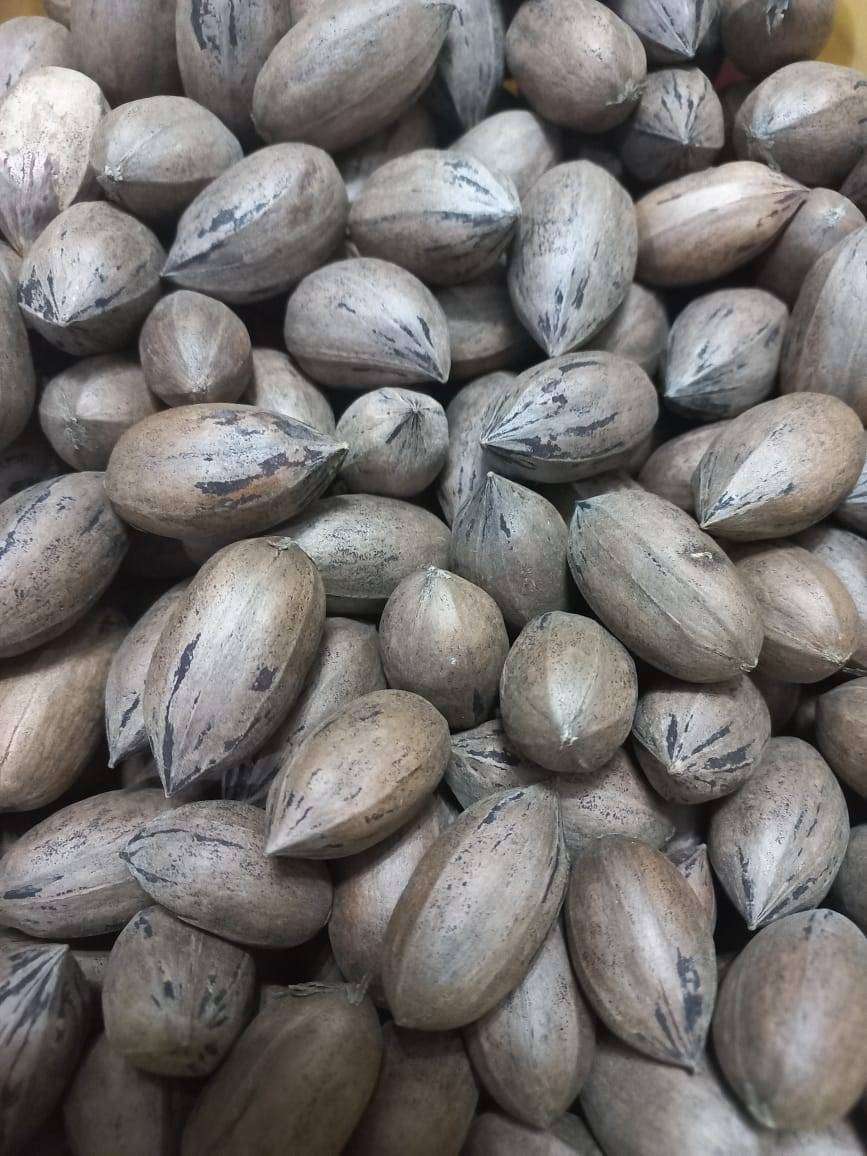 Farm Fresh Pecan Nuts 1 kg Bags (in shells)