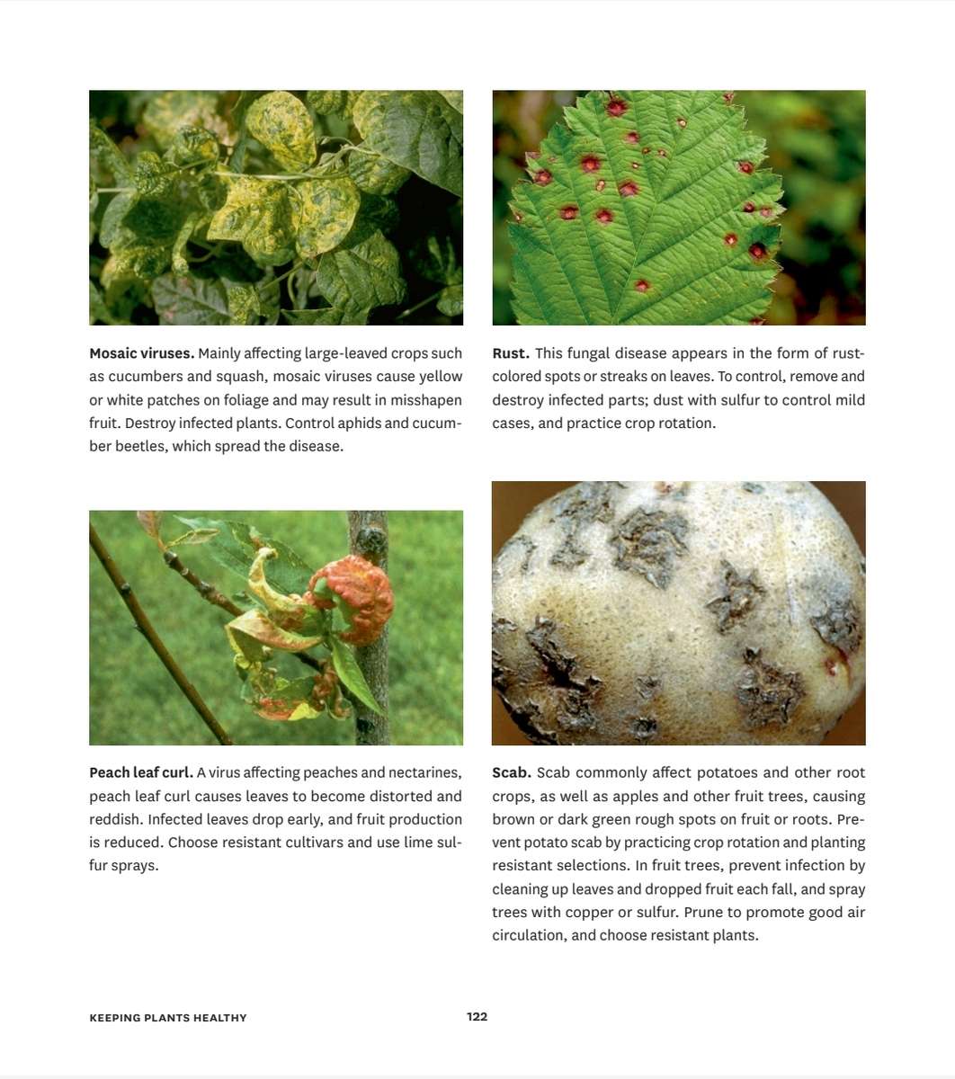 Small Space Vegetable Gardens PDF EBOOK