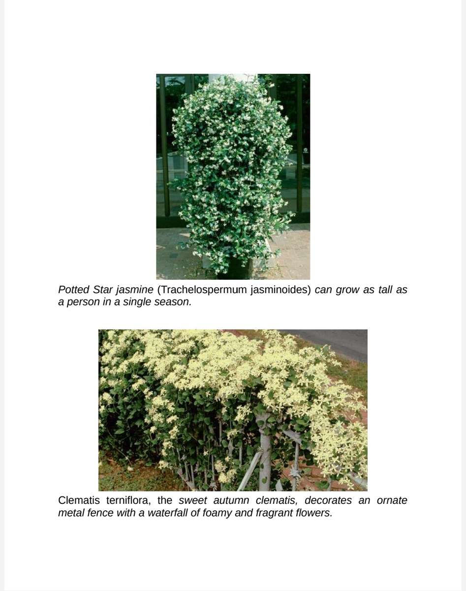 Vertical Gardening PDF EBOOK