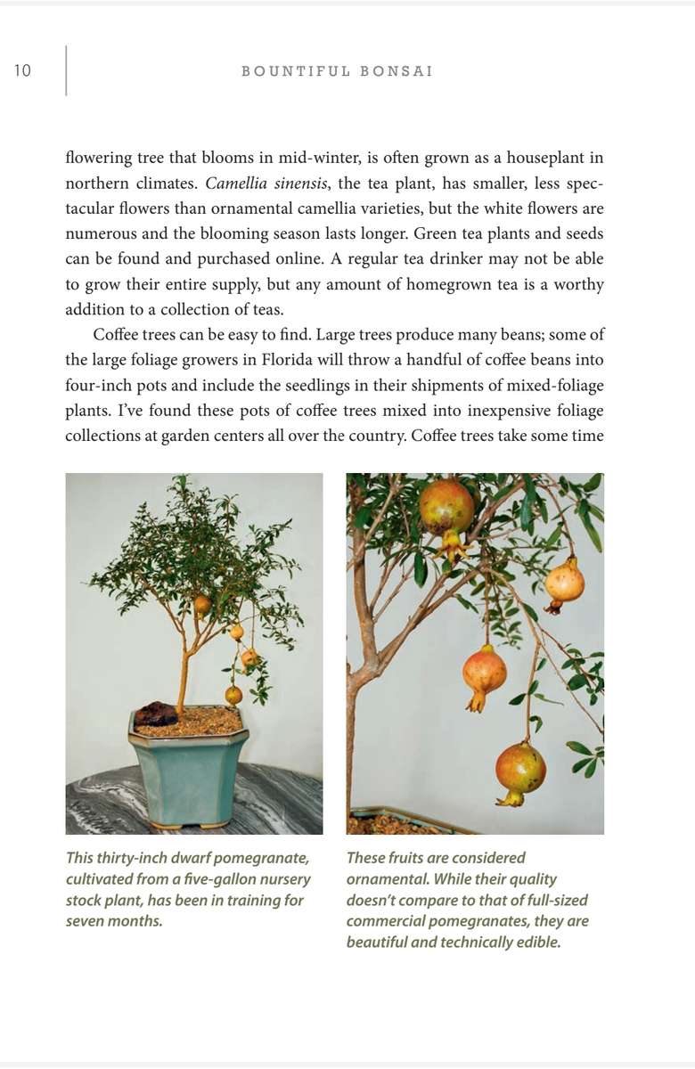 Bountiful Bonsai PDF EBOOK