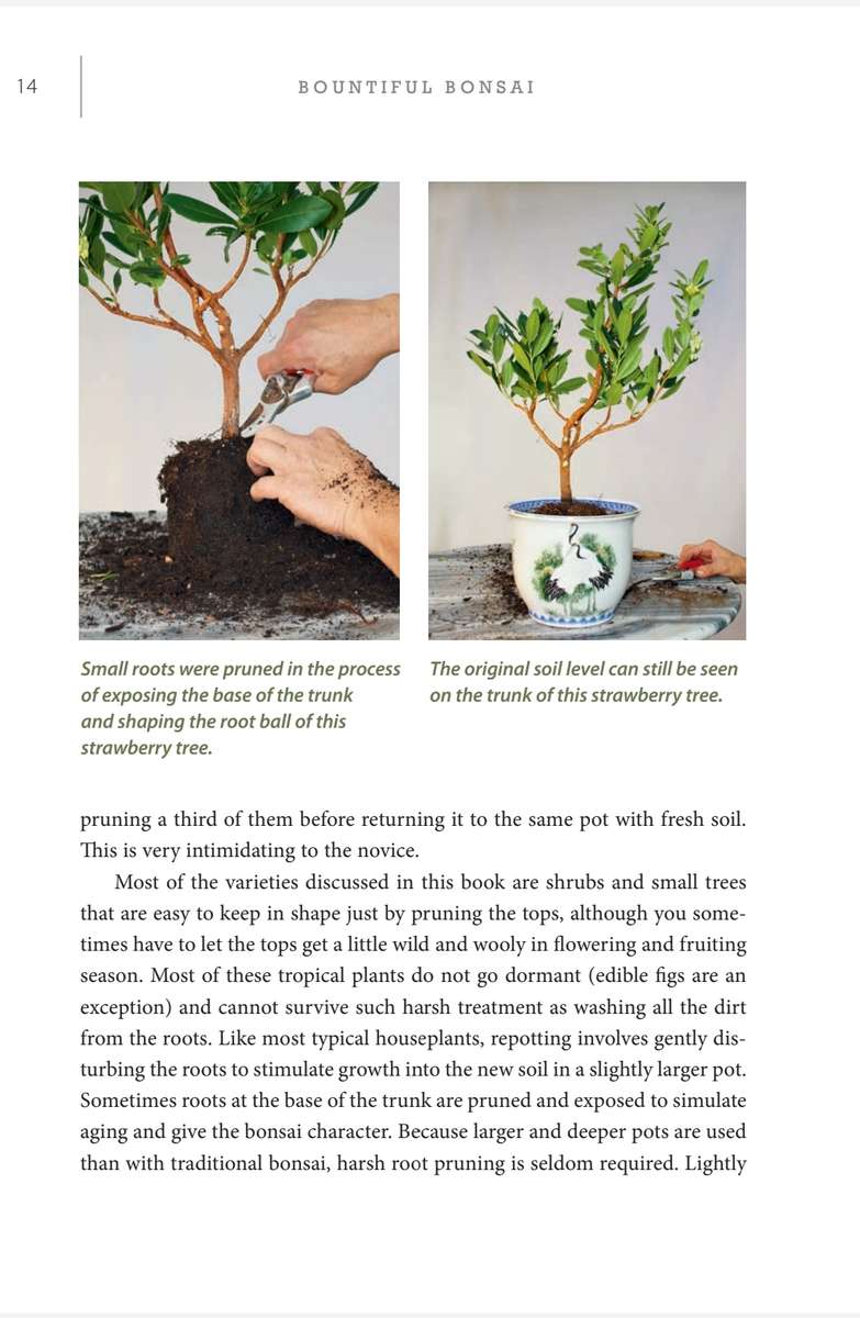 Bountiful Bonsai PDF EBOOK