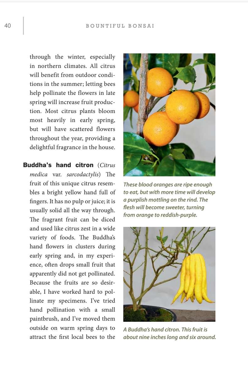 Bountiful Bonsai PDF EBOOK