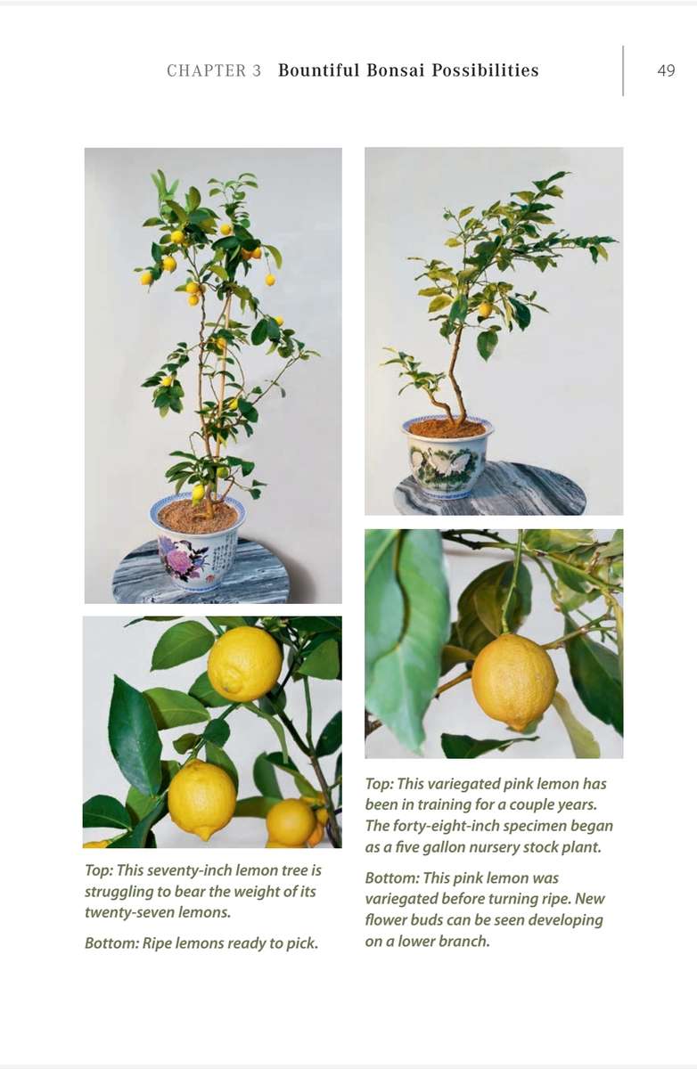 Bountiful Bonsai PDF EBOOK