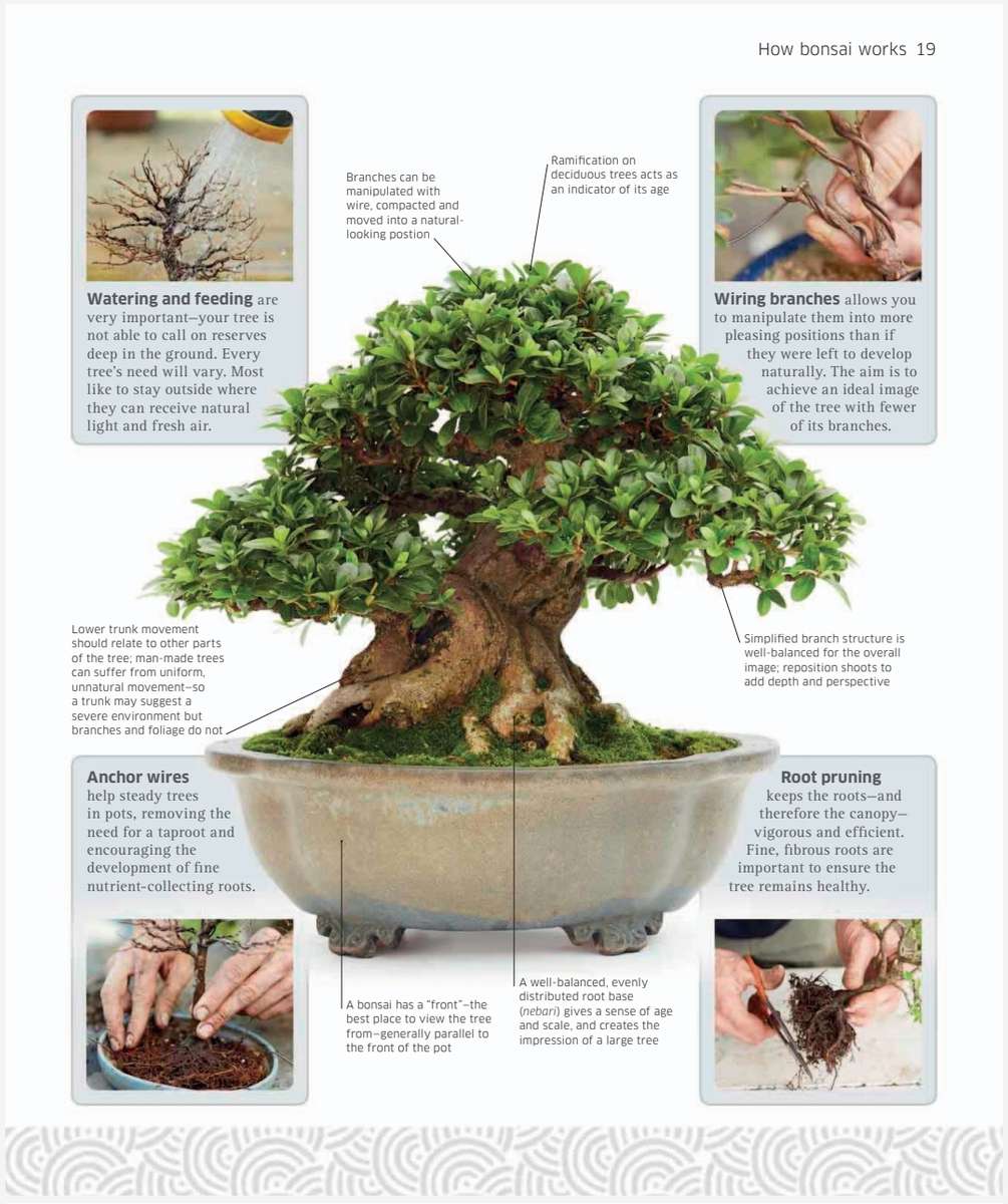 Bonsai PDF EBOOK