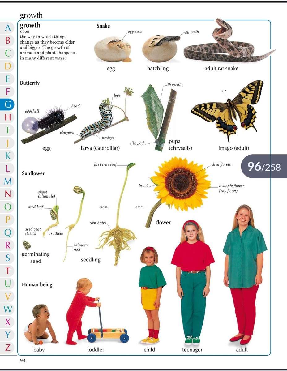 Children's illustrated Dictionary PDF EBOOK