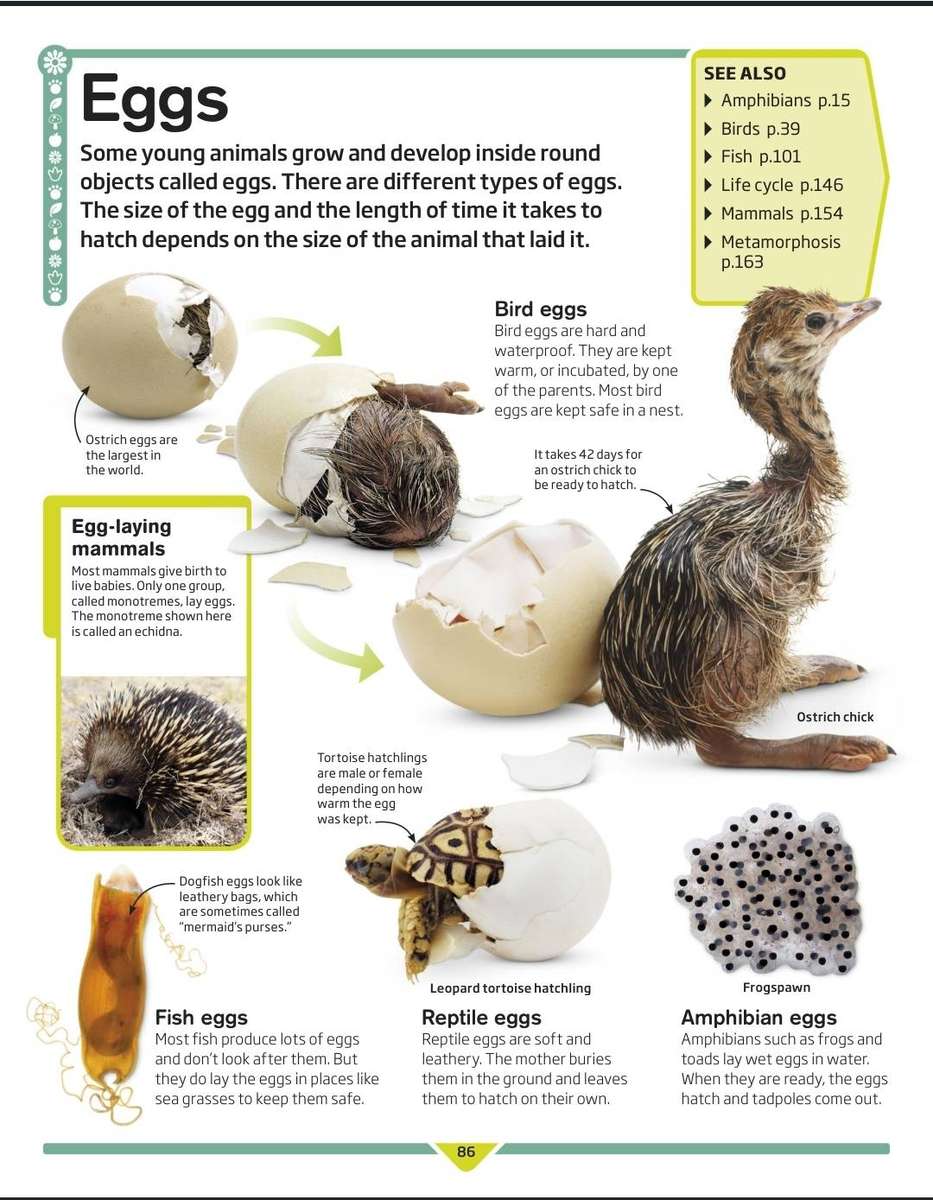 DK Children's Encyclopedia PDF EBOOK