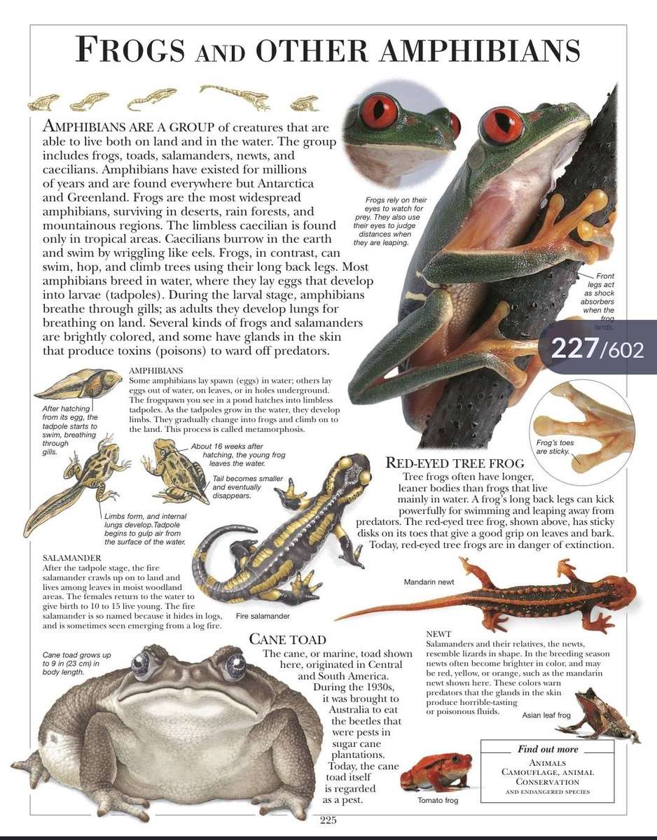 Children's illustrated Dictionary PDF EBOOK