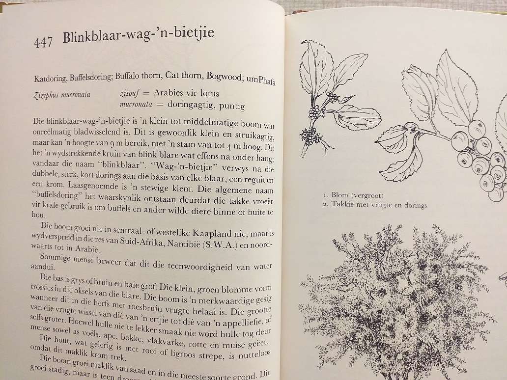 Ons eie boomboek (Cythna Letty)