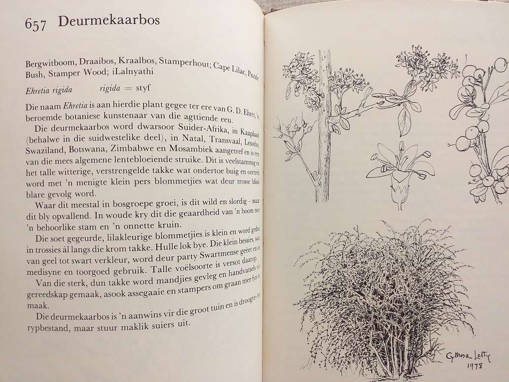 Ons eie boomboek (Cythna Letty)