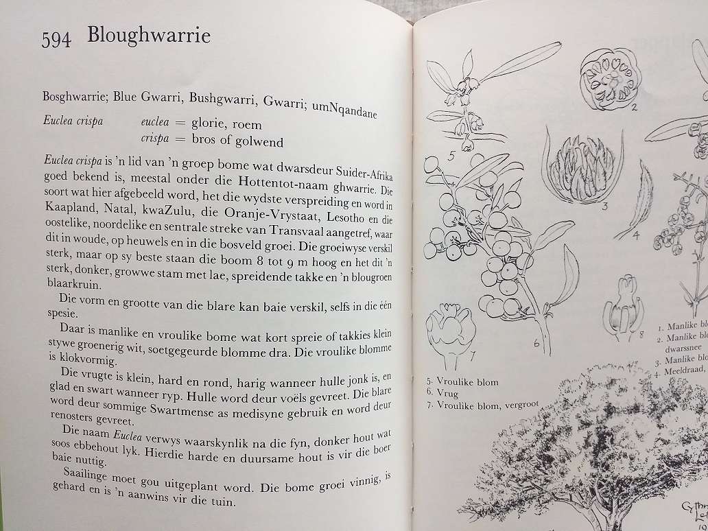 Ons eie boomboek (Cythna Letty)