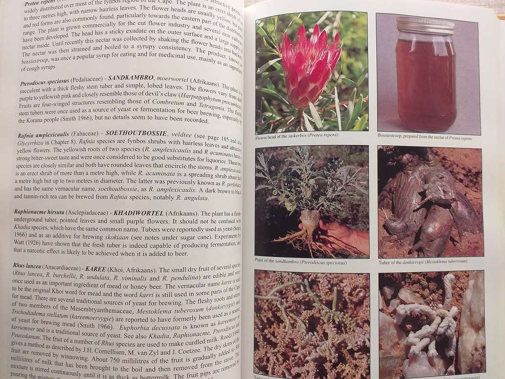 People's plants A Guide to useful plants of Southern Africa (Ben-Erik van Wyk & Nigel Gericke)