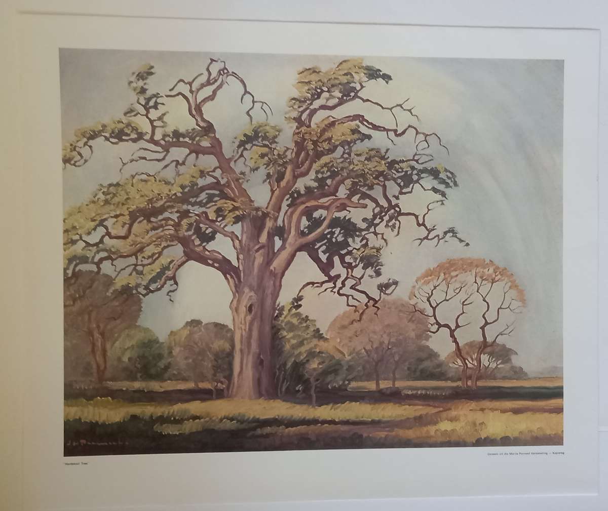 Colour Print JH Pierneef Hardekool tree
