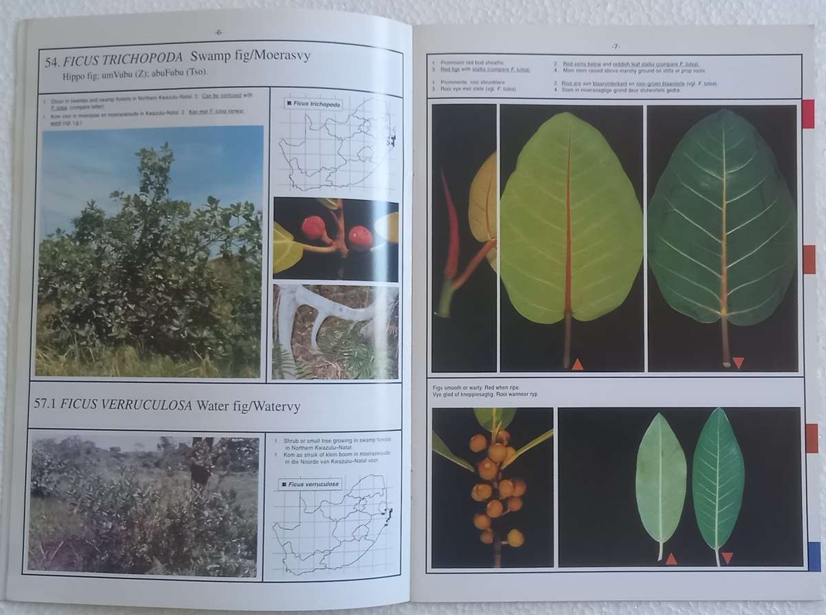 SA Ficus Identifikasiegids Identification Guide (Marthinus Steyn) SA Acacia Identifikasiegids