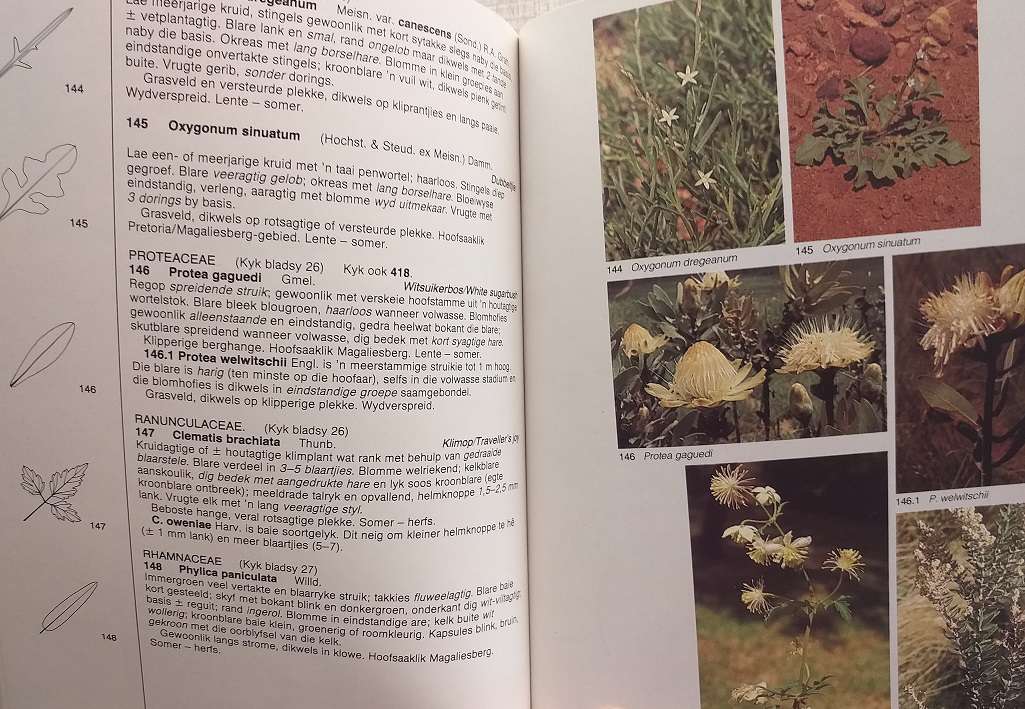 Veldgids tot die Veldblomme van die Witwatersrand en Pretoria Gebied (Braam van Wyk / Sasa Malan)