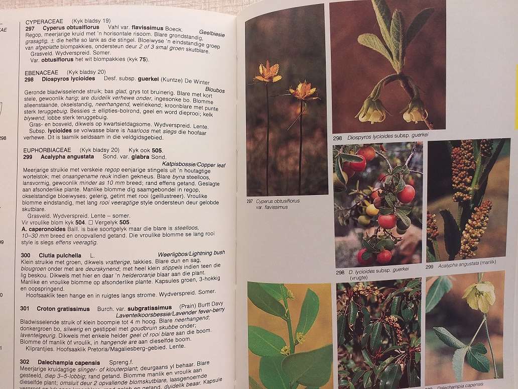 Veldgids tot die Veldblomme van die Witwatersrand en Pretoria Gebied (Braam van Wyk / Sasa Malan)