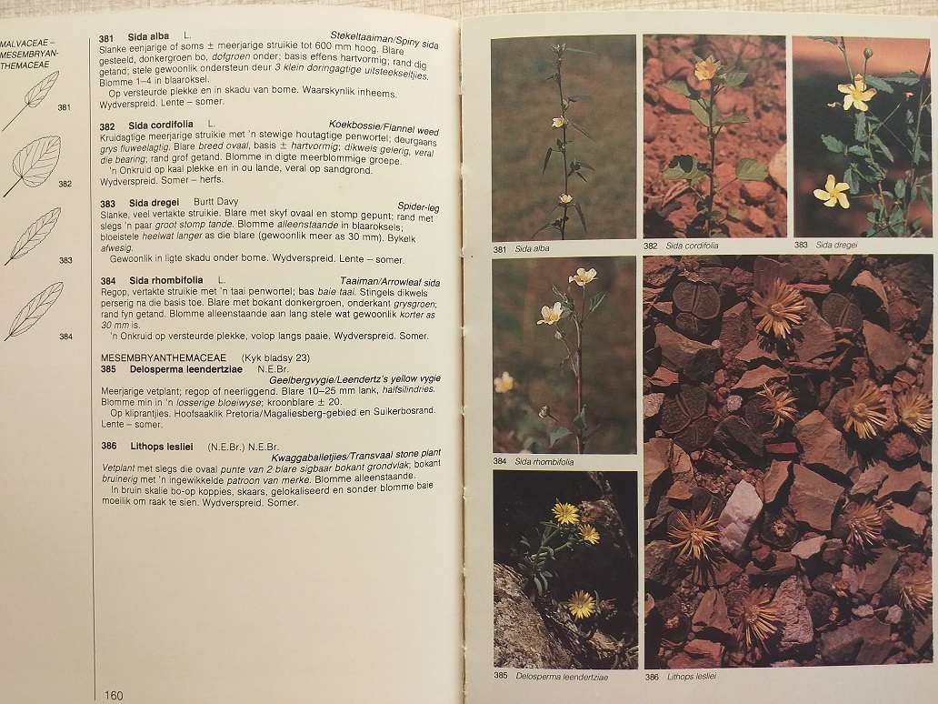 Veldgids tot die Veldblomme van die Witwatersrand en Pretoria Gebied (Braam van Wyk / Sasa Malan)