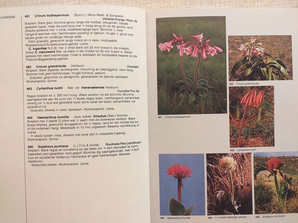 Veldgids tot die Veldblomme van die Witwatersrand en Pretoria Gebied (Braam van Wyk / Sasa Malan)