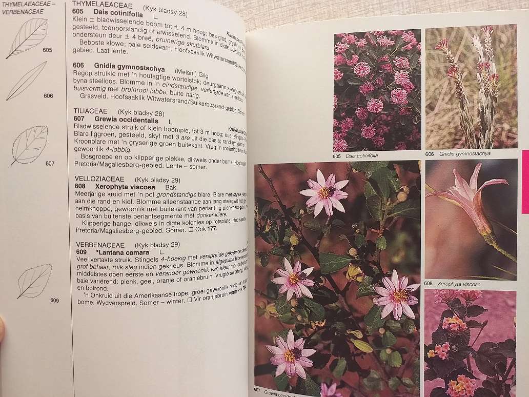 Veldgids tot die Veldblomme van die Witwatersrand en Pretoria Gebied (Braam van Wyk / Sasa Malan)