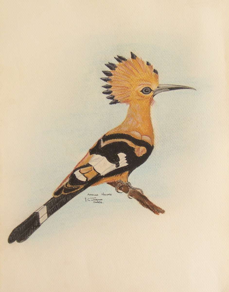 `Hoepoo`  - UNFramed  -   Painted by Y Jonkman  -  Size 300mm x 250mm  -  PASTEL